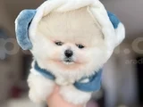 Mi̇ni̇ Boy Pomerani̇an Boo