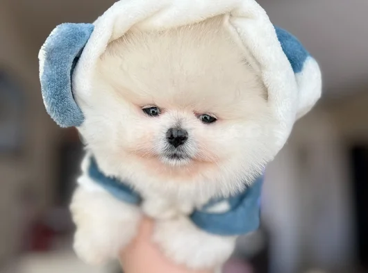 Mi̇ni̇ Boy Pomerani̇an Boo görsel