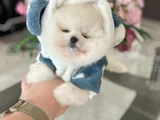Mi̇ni̇ Boy Pomerani̇an Boo