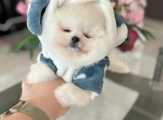 Mi̇ni̇ Boy Pomerani̇an Boo görsel