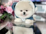 MİNİ BOY POMERANİAN BOO