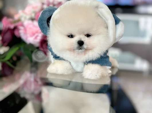 Mi̇ni̇ Boy Pomerani̇an Boo
