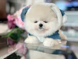 Mi̇ni̇ Boy Pomerani̇an Boo