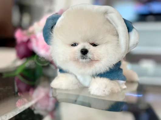 Mi̇ni̇ Boy Pomerani̇an Boo görsel
