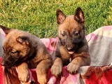 en özel yavrular malinois
