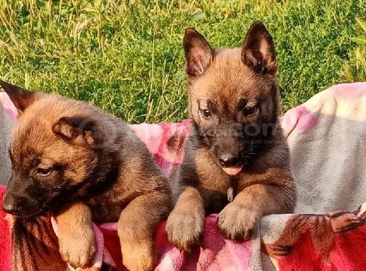 En Özel Yavrular Malinois