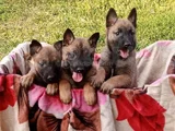 En Özel Yavrular Malinois