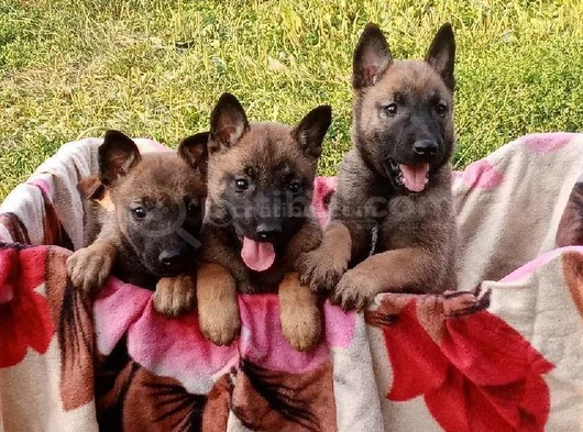 En Özel Yavrular Malinois görsel