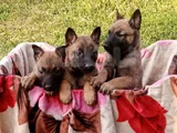 En Özel Yavrular Malinois