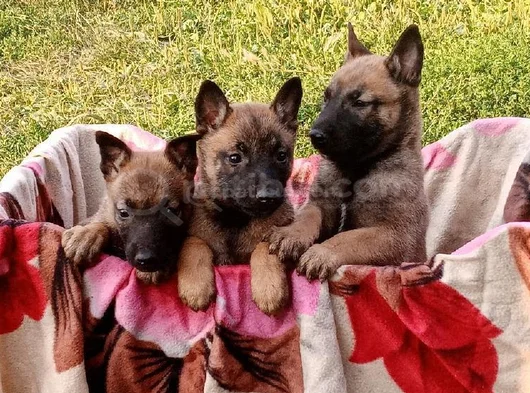 En Özel Yavrular Malinois görsel