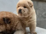 Safkan ve ırk garantili yavrularımız