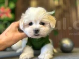 SAFKAN MALTESE IRK VE SAĞLIK GARANTİLİ