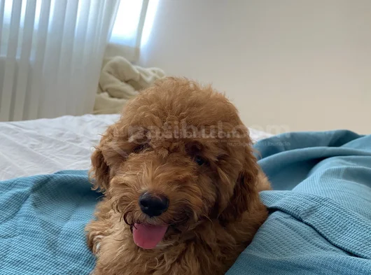 4Aylik Yavru Poodle görsel