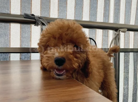 4Aylik Yavru Poodle görsel