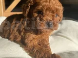 Deni̇zli̇ Merkez Tesli̇me Hazir Poodle Bebekler