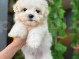 ORJİNAL MALTESE
