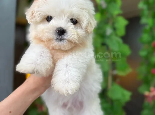 Orji̇nal Maltese