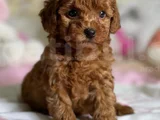 Deni̇zli̇ Merkez Tesli̇me Hazir Poodle Bebekler