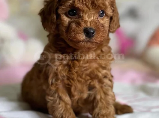 Deni̇zli̇ Merkez Tesli̇me Hazir Poodle Bebekler görsel