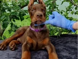 Siyahın Asaleti Mükemmel Doberman Yavrular