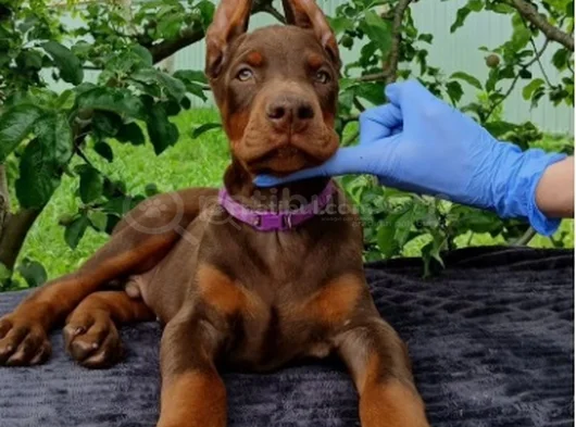 Siyahın Asaleti Mükemmel Doberman Yavrular görsel