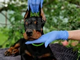 Siyahın Asaleti Mükemmel Doberman Yavrular