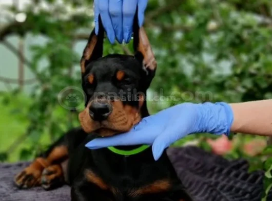 Siyahın Asaleti Mükemmel Doberman Yavrular görsel