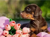 En Özel Doberman Yavruları Kalitenin Zirvesi