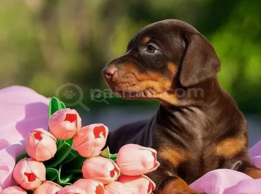 En Özel Doberman Yavruları Kalitenin Zirvesi görsel