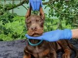 Siyahın Asaleti Mükemmel Doberman Yavrular