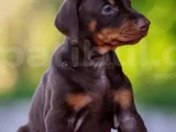 En Özel Doberman Yavruları Kalitenin Zirvesi