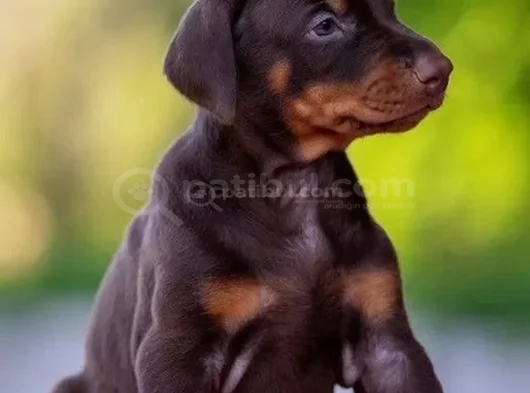 En Özel Doberman Yavruları Kalitenin Zirvesi görsel