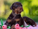 en özel doberman yavruları kalitenin zirvesi