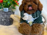 TOY POODLE YAVRULARIMIZ