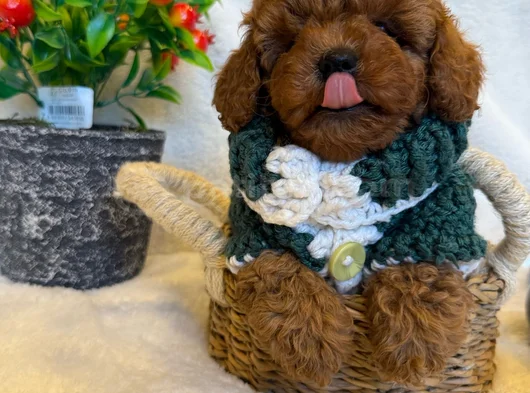 Toy Poodle Yavrularimiz