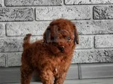 En Özel Toy Poodle Yavruları