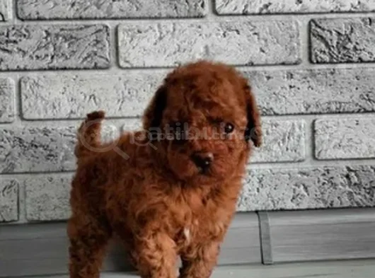En Özel Toy Poodle Yavruları görsel