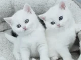 Karne hediyesi olmaya geldik