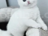 Karne Hediyesi Olmaya Geldik