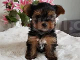 Wc Eğitimli Tea Cup Yorkshire Terrier Yavrular
