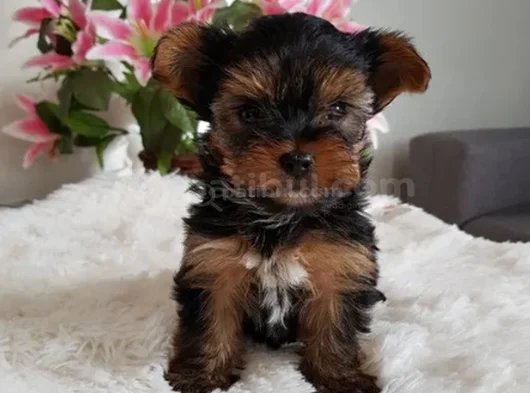 Wc Eğitimli Tea Cup Yorkshire Terrier Yavrular görsel