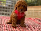 Akıllı sevimli wc eğitiml toy poodle yavruları