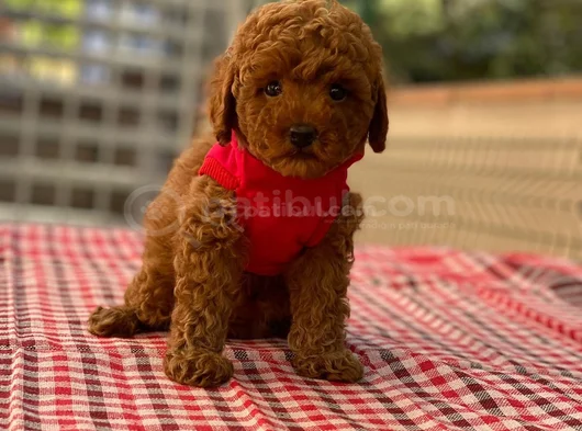 Akıllı sevimli wc eğitiml toy poodle yavruları