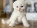 Karbeyazi Li̇lac Di̇şi̇ Ve Erkek Bebeleri̇m