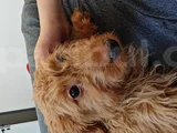 Mini Goldendoodle 4 Aylık Yavru Ücretsiz Sahiplendirilecekti