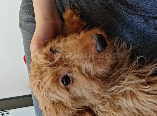Mini Goldendoodle 4 Aylık Yavru Ücretsiz Sahiplendirilecekti görsel