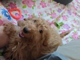 Mini Goldendoodle 4 aylık Yavru ücretsiz sahiplendirilecekti