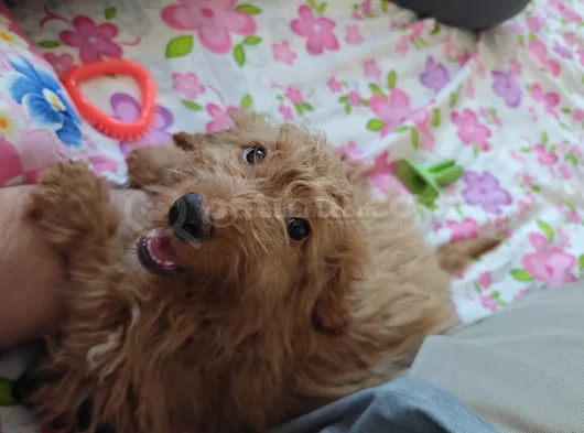 Mini Goldendoodle 4 Aylık Yavru Ücretsiz Sahiplendirilecekti