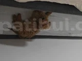 Mini Goldendoodle 4 Aylık Yavru Ücretsiz Sahiplendirilecekti