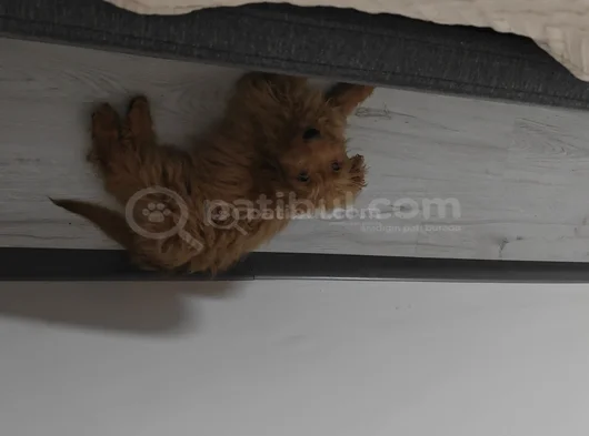 Mini Goldendoodle 4 Aylık Yavru Ücretsiz Sahiplendirilecekti görsel